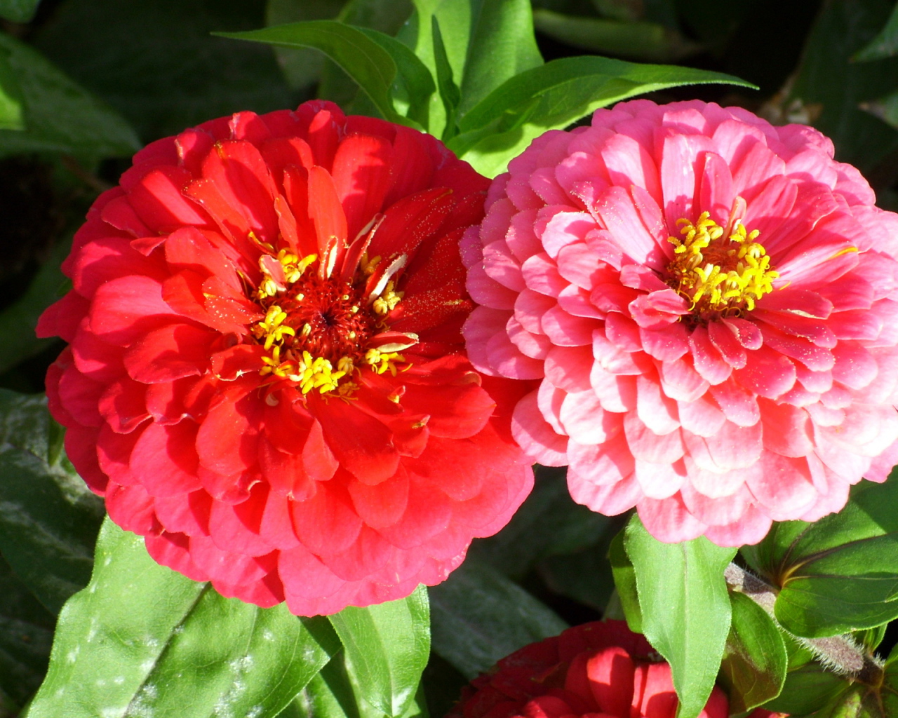 Выращивание цветов цинния (циния) в саду