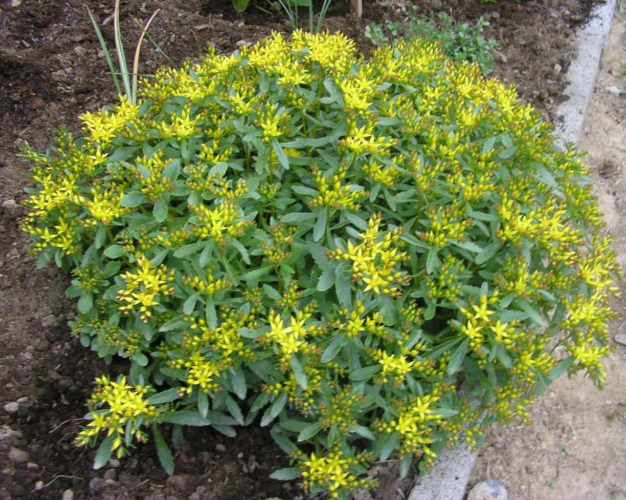 Выращивание седум в саду