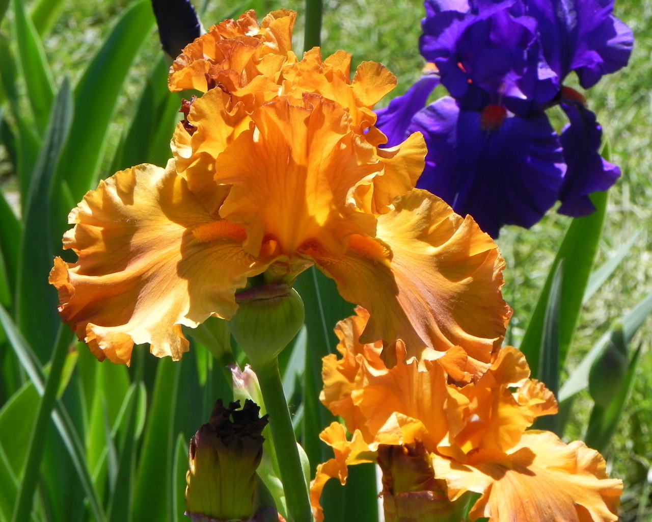 Выращивание цветов ирисы в саду