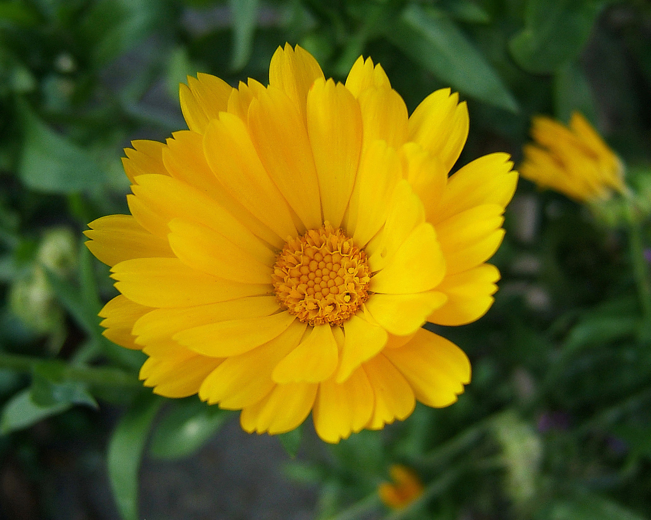 Выращивание цветов календулы в саду