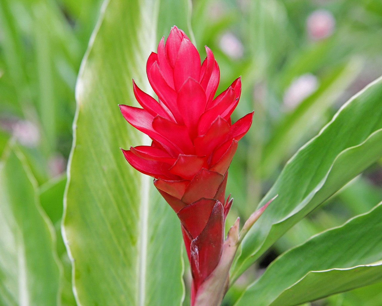 Выращивание растения имбирь (роскоя) в саду