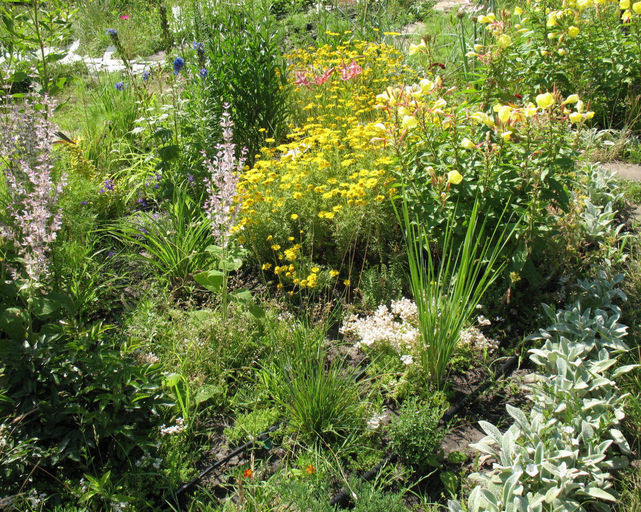 Выращивание растения бузульник в саду