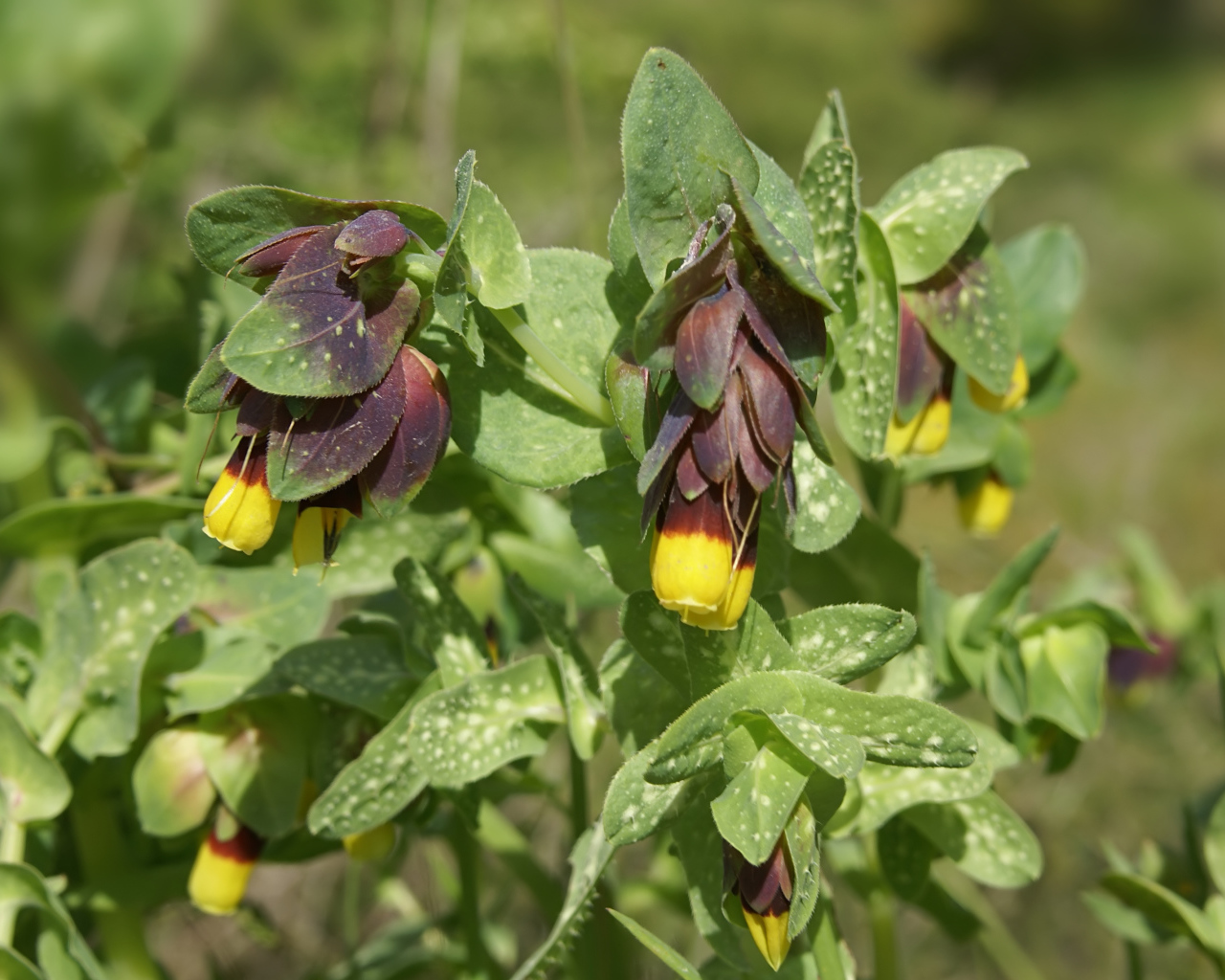 Выращивание растения восковник в саду