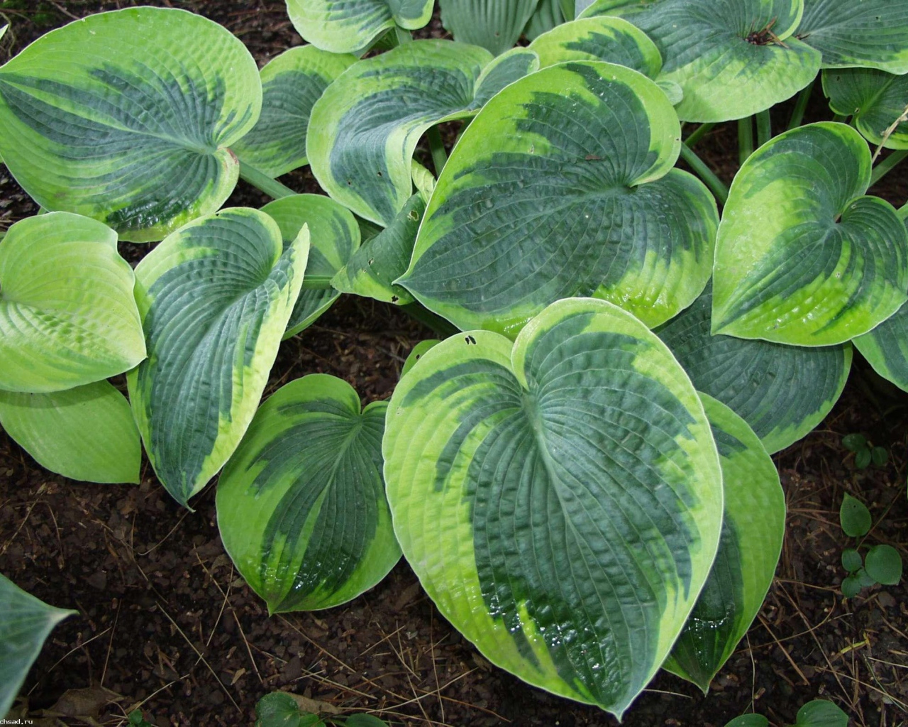 Выращивание растения хоста в саду