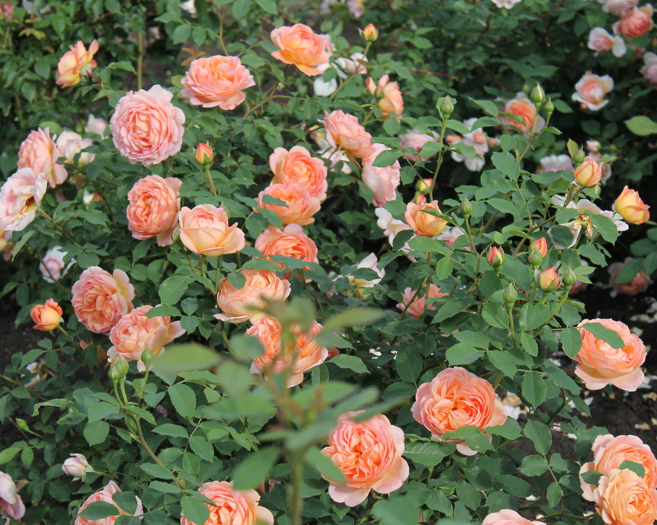 Выращивание кустарниковые розы в саду