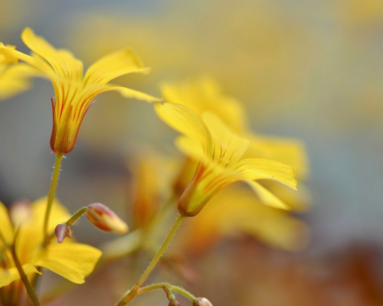 Pастущие желтые цветы