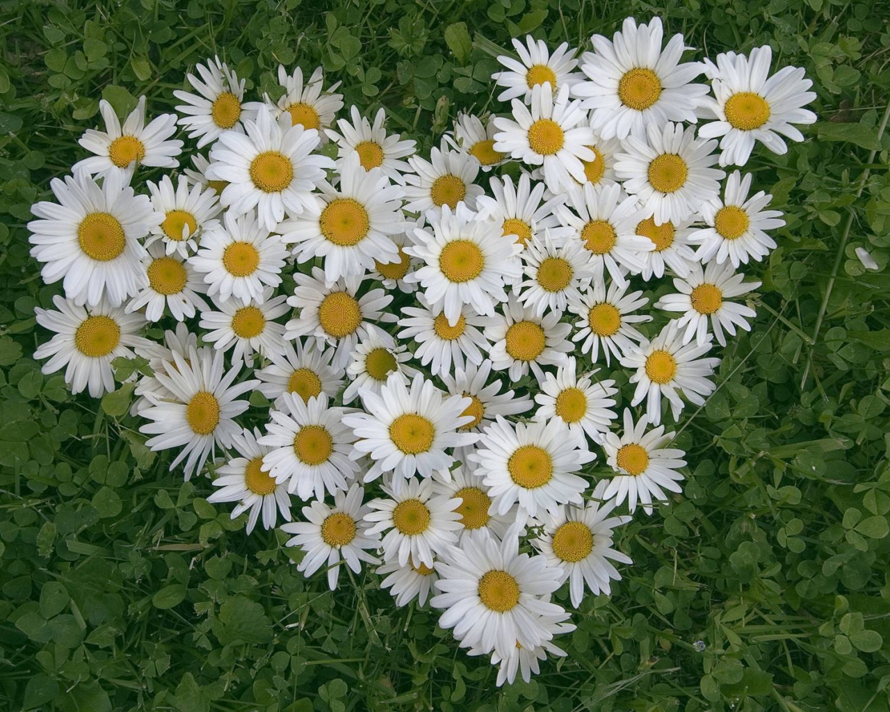 Сердце из цветов белые маргаритки