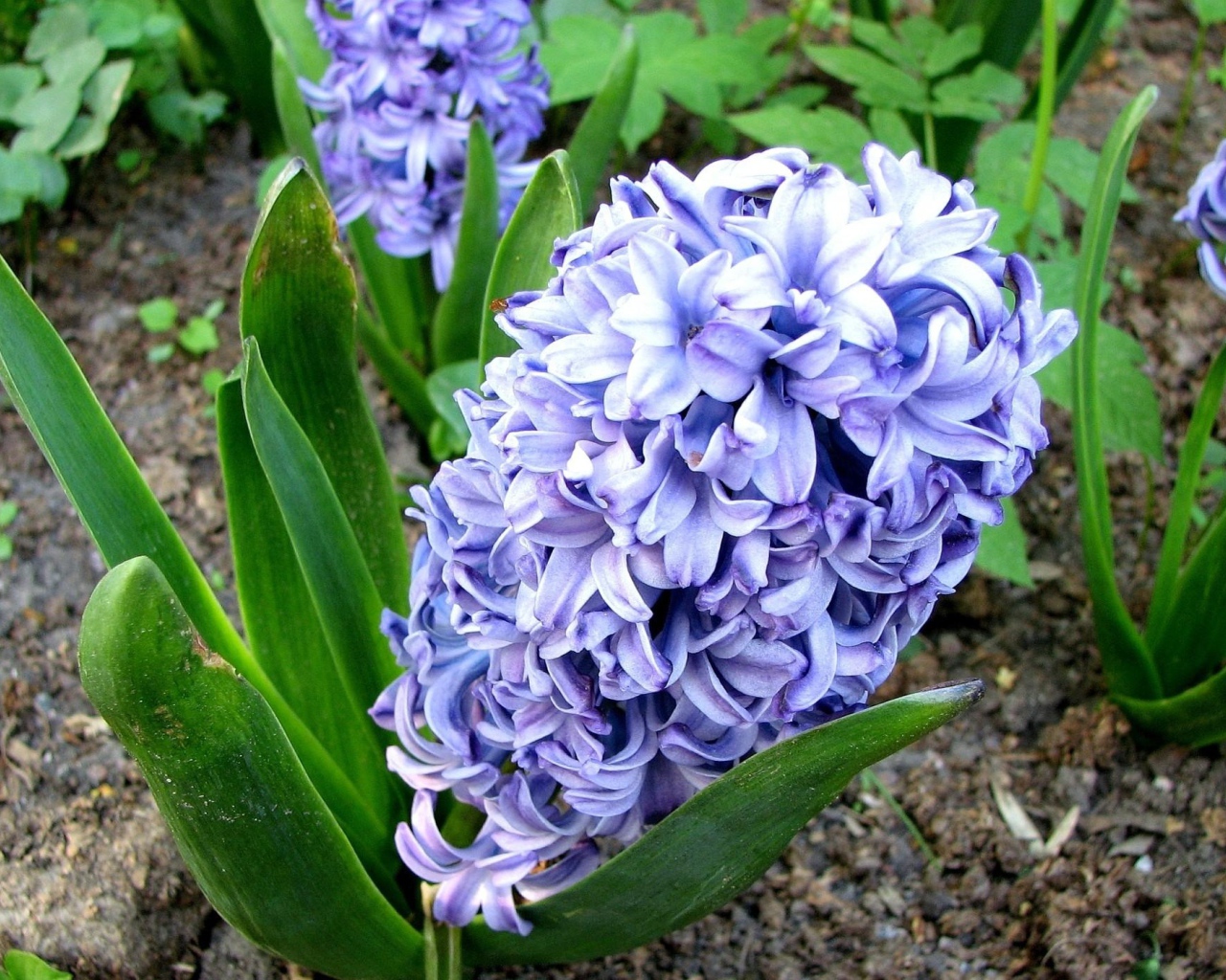 Цветы гиацинт весной на лужайке 