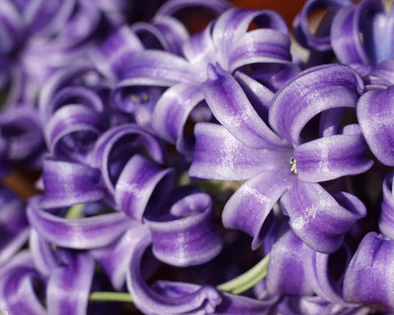 Цветы гиацинты расцвели в саду