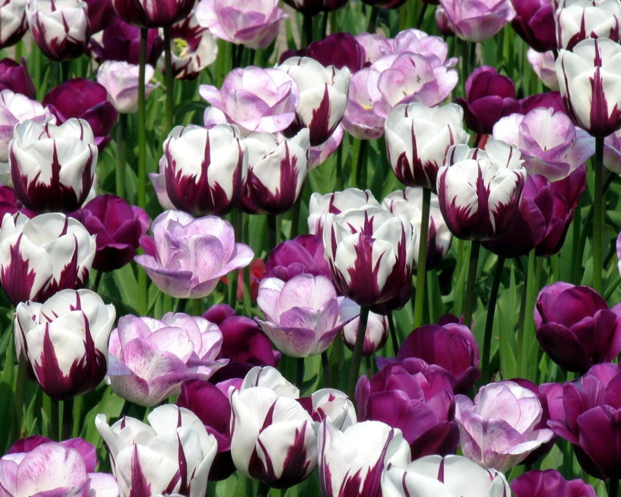 Гибридные тюльпаны