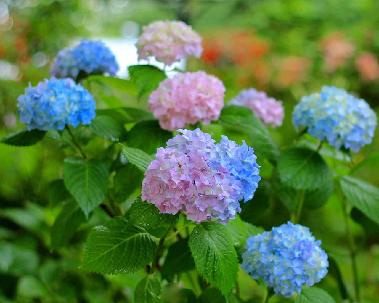 Садовые цветы гортензия на дачном участке