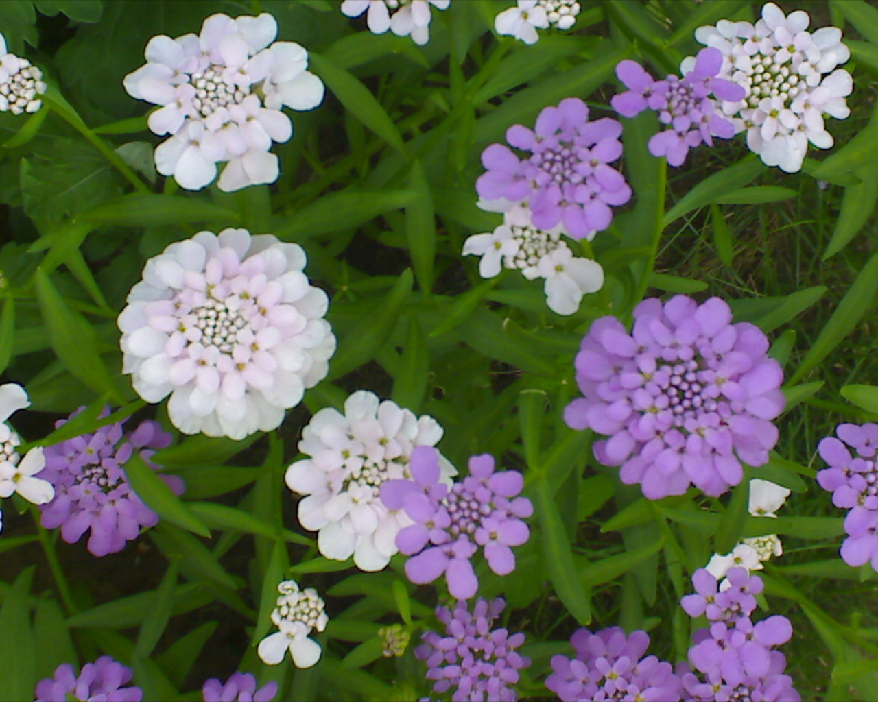 Красивые цветы иберис на клумбе в саду