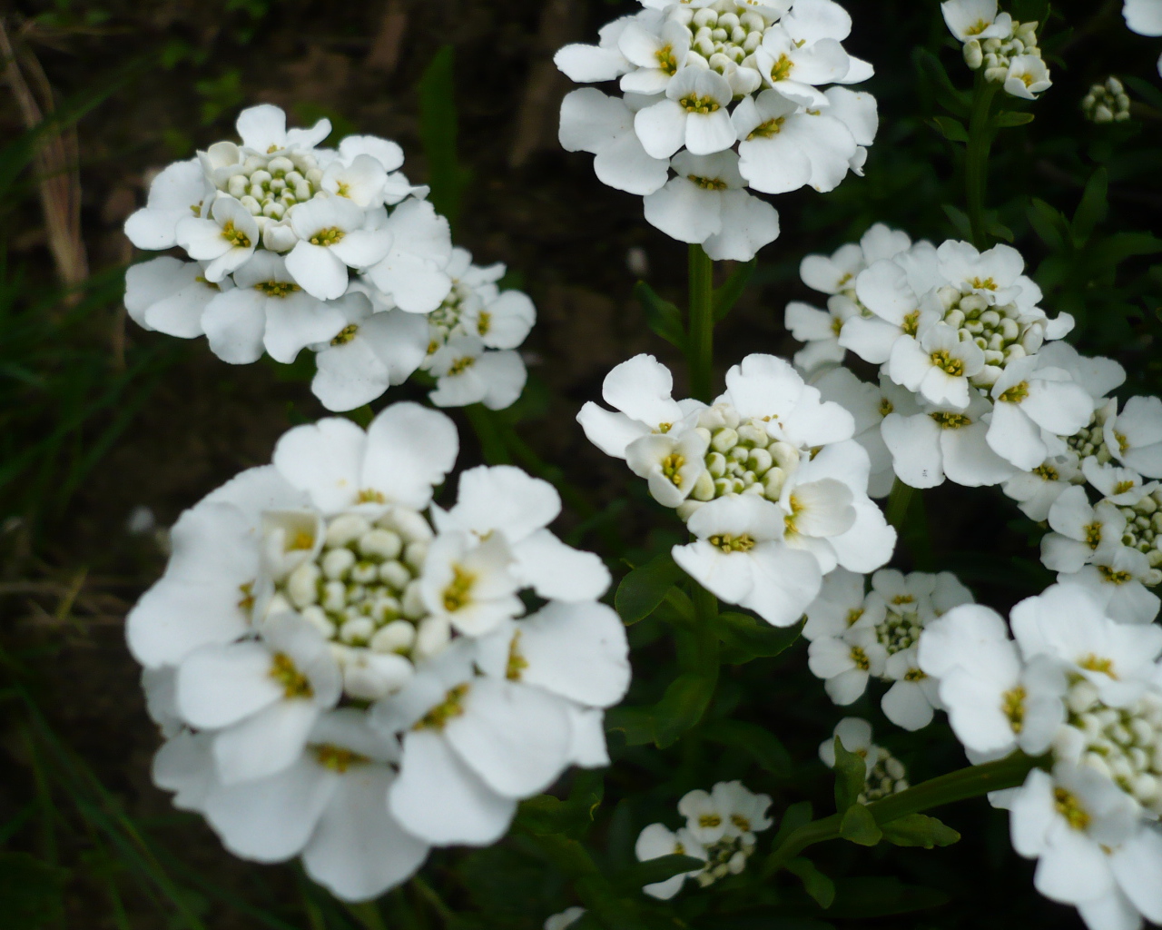 Красивые цветы иберис в саду