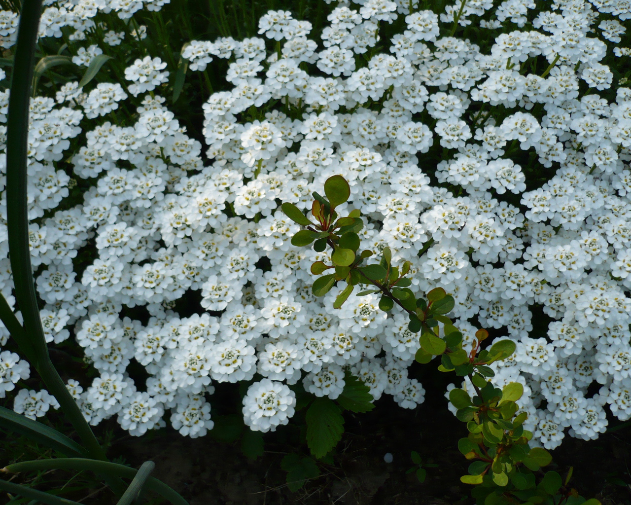 Красивый иберис в саду