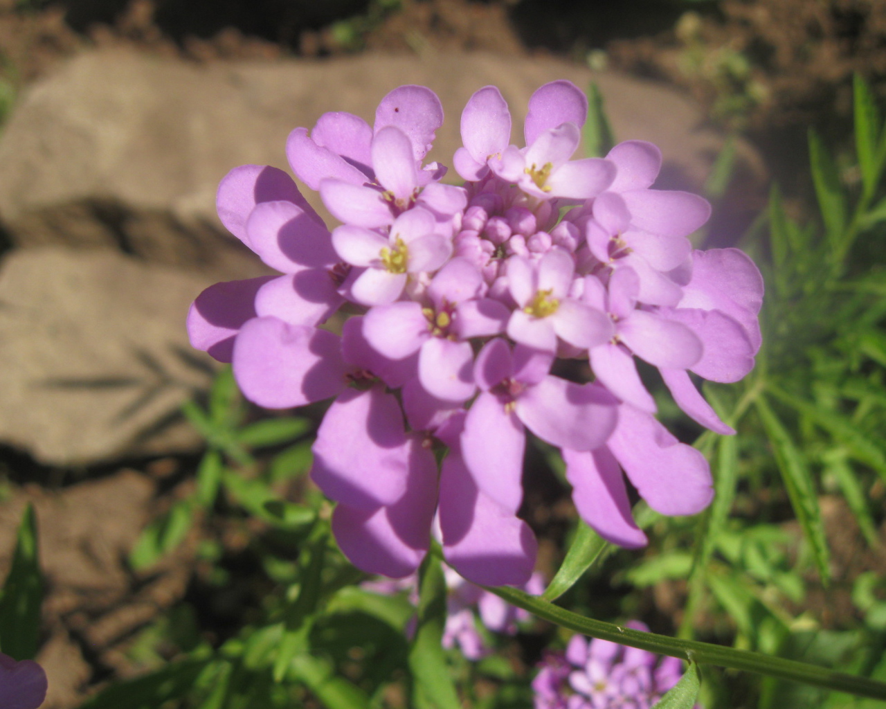 Выращивание цветов иберис в саду