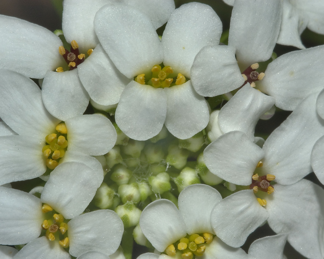 Садовые цветы иберис на дачном участке