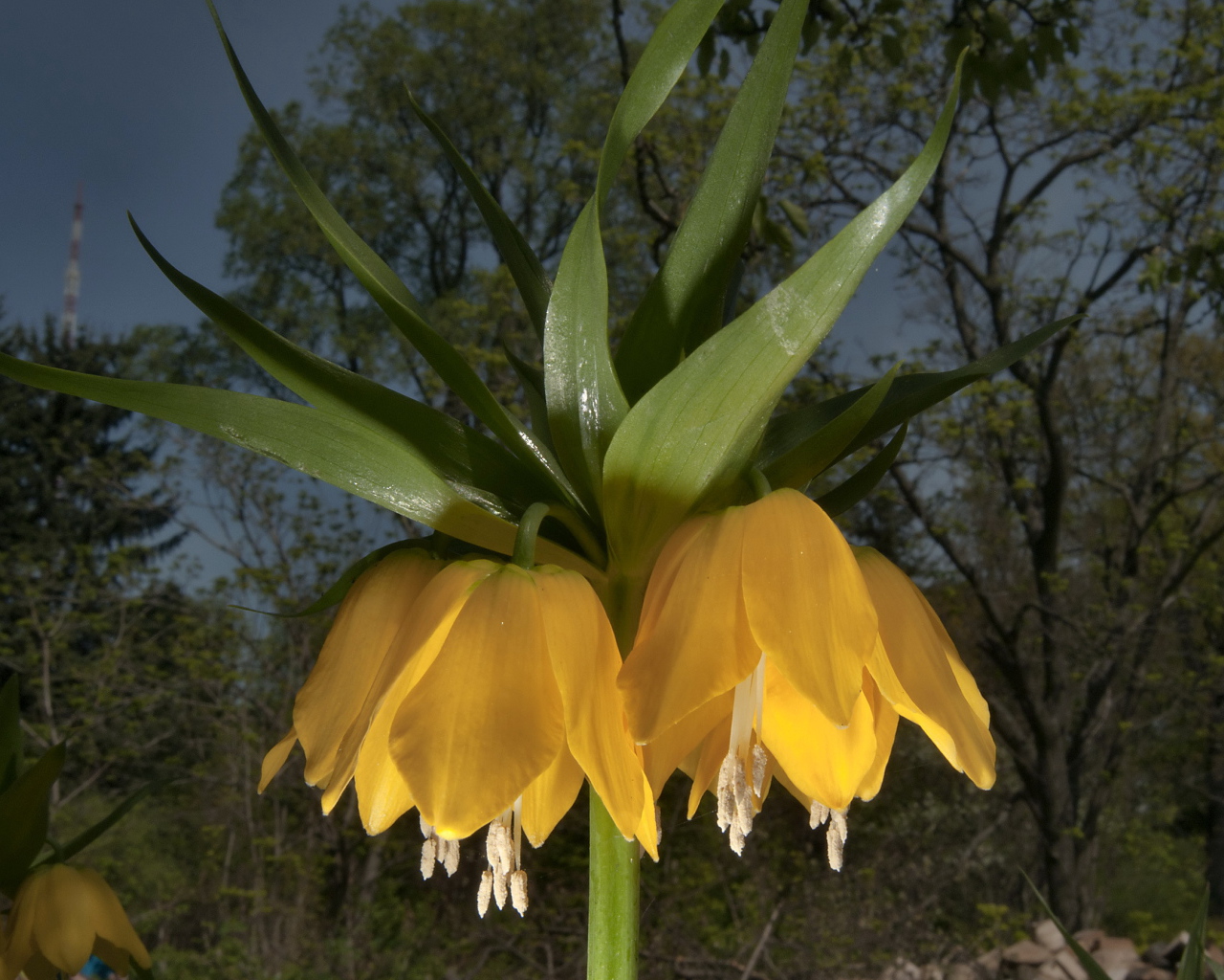 Садовые цветы рябчик императорский на дачном участке