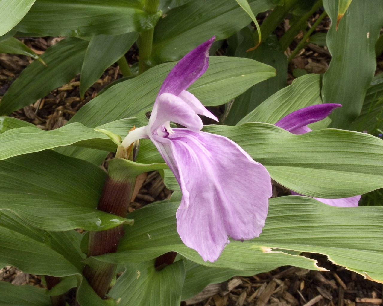 На поляне красивый цветок роскоя