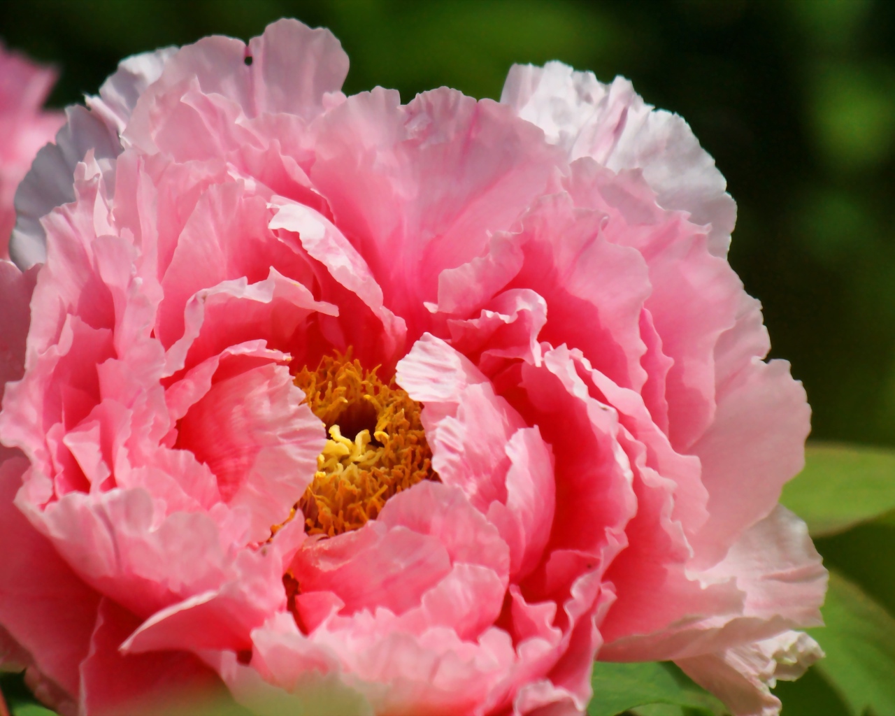 На поляне красивый цветок пион