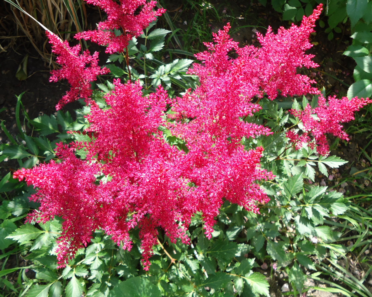 На поляне красивые цветы астильба