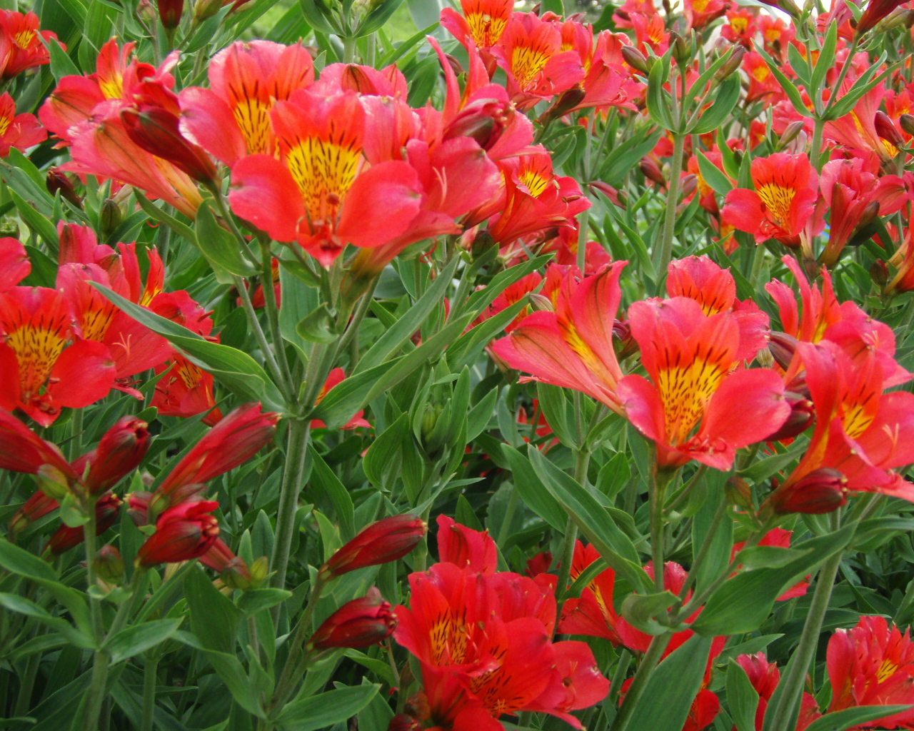 На поляне красивые цветы альстремерия