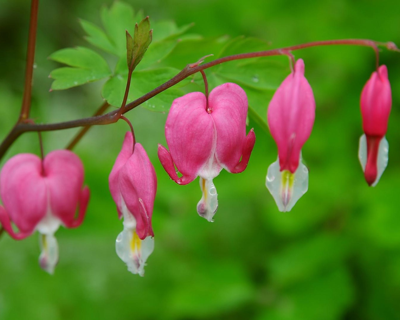 На поляне красивые цветы дицентра