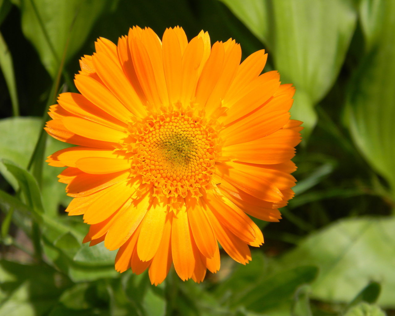 На поляне красивые цветы календула