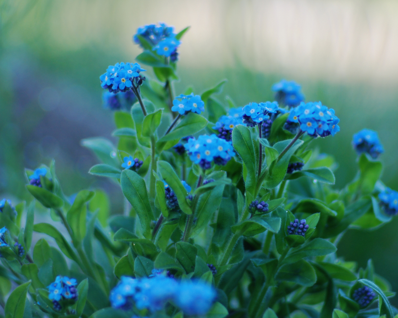 На поляне красивые цветы незабудки