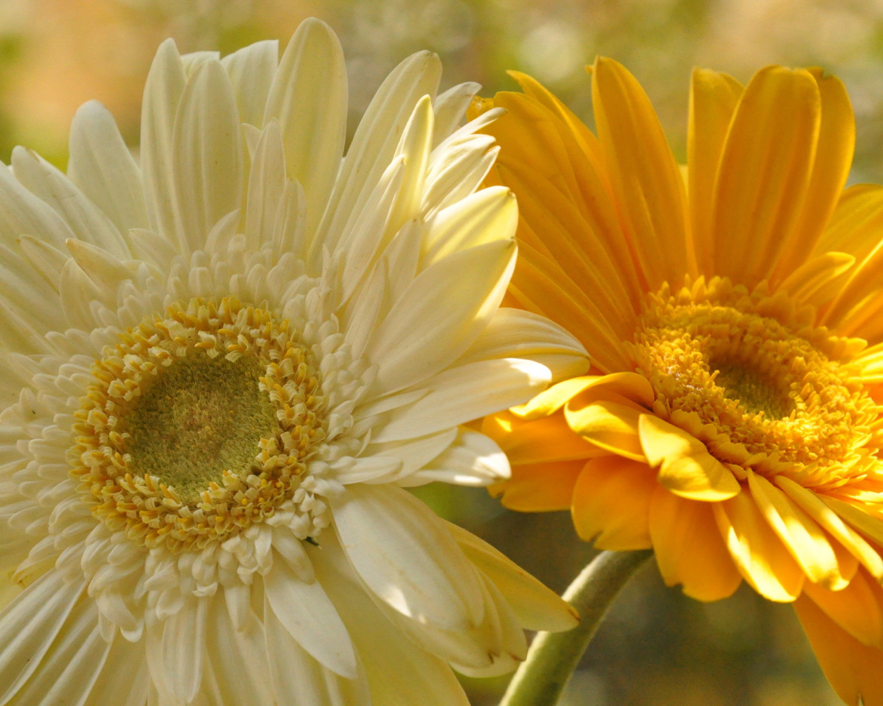 На поляне красивые цветы гербера
