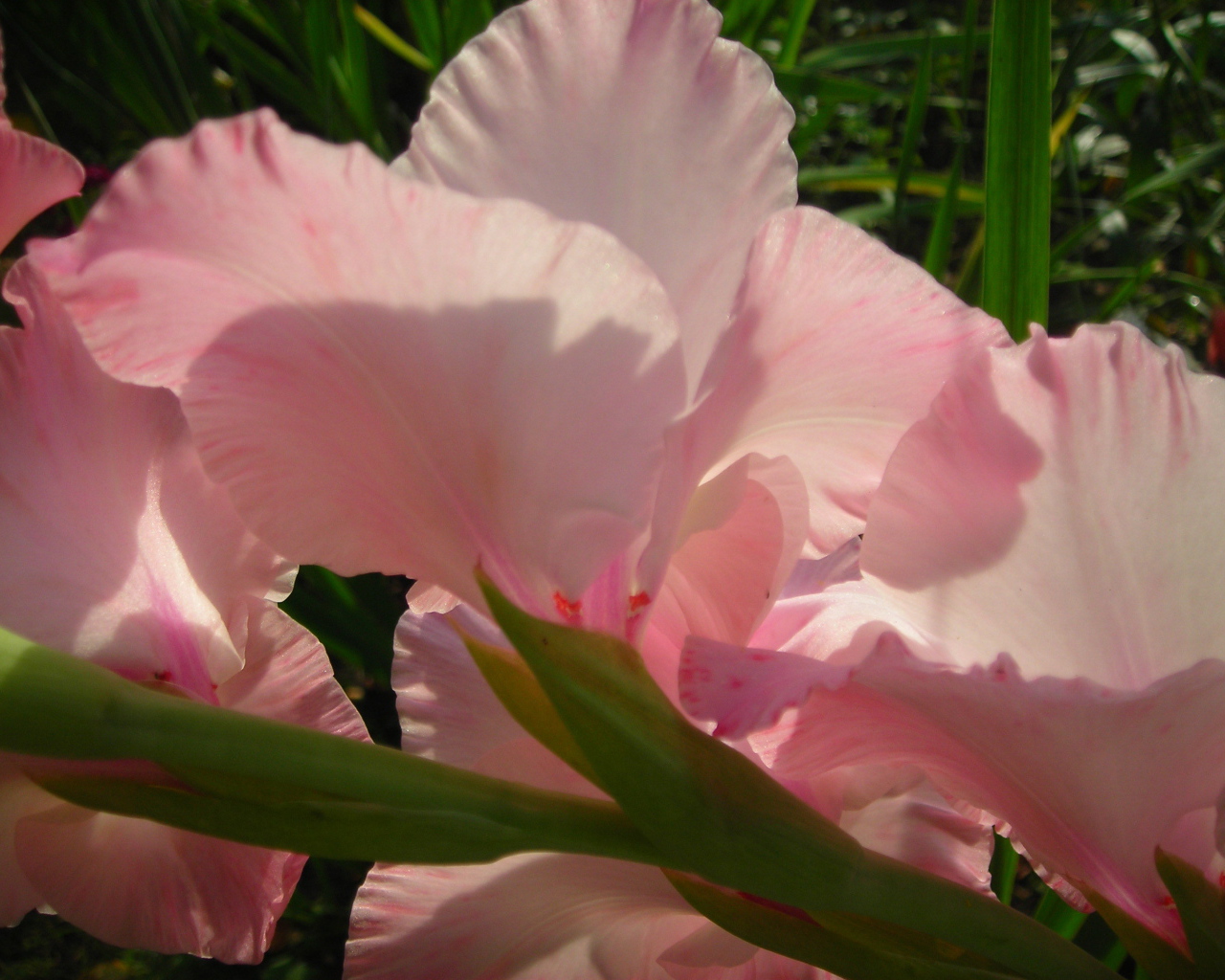 На поляне красивые цветы гладиолус