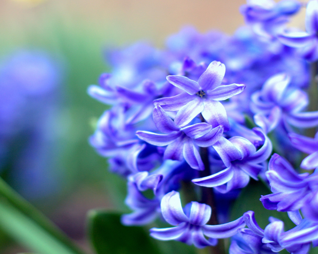 На поляне красивые цветы гиацинты