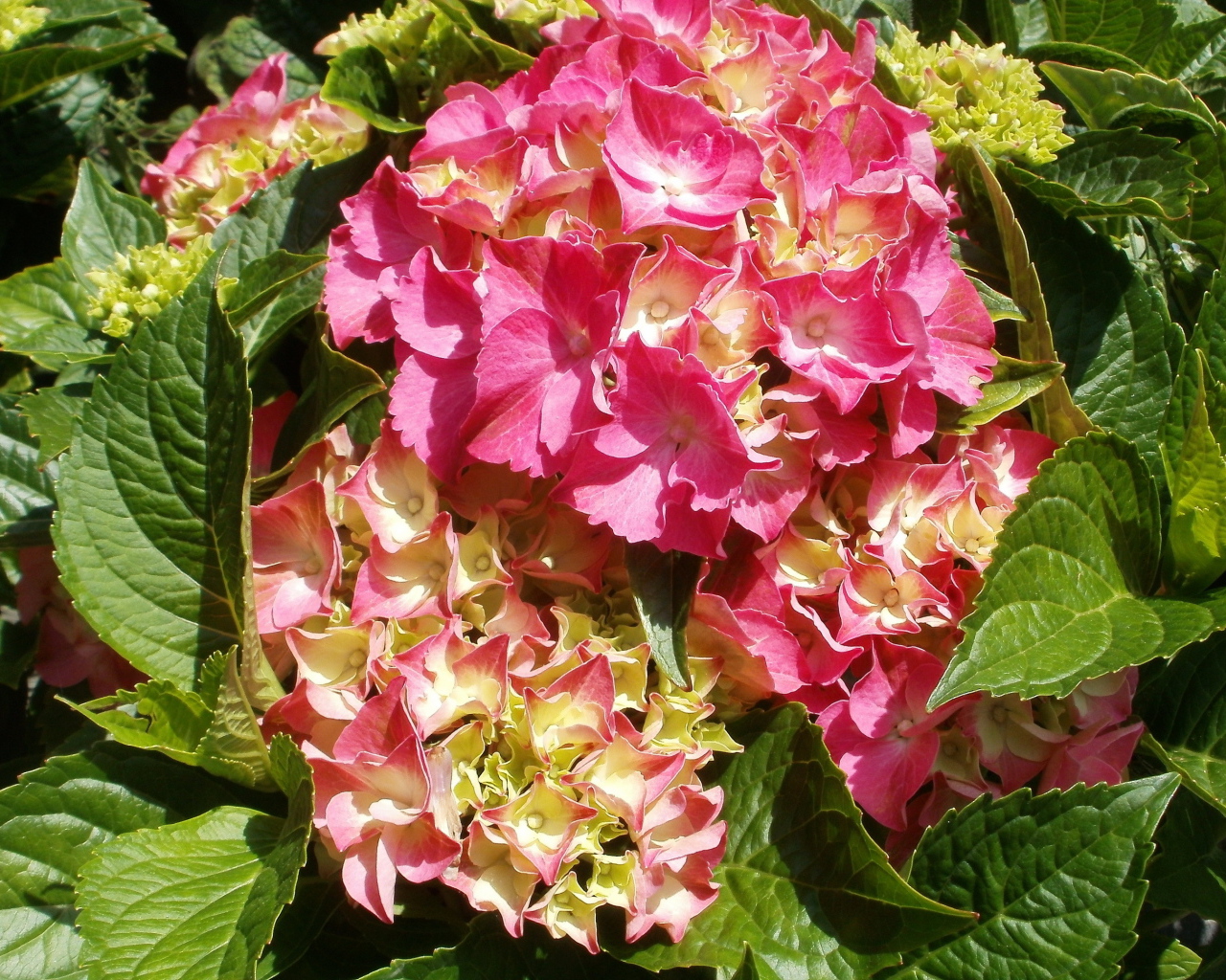 На поляне красивые цветы гортензия