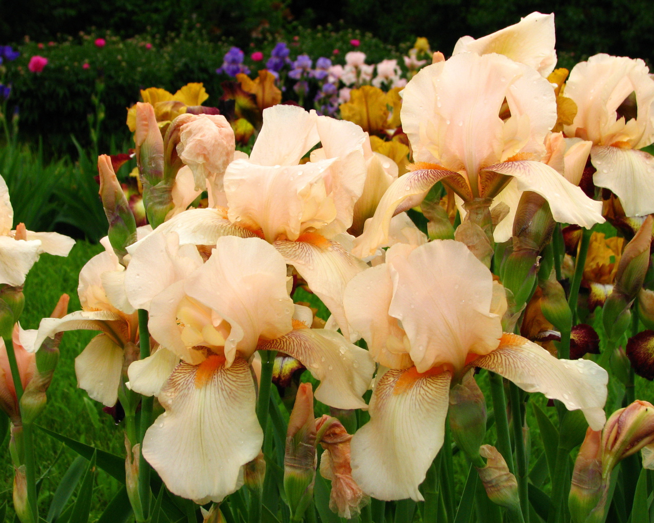 На поляне красивые цветы ирисы