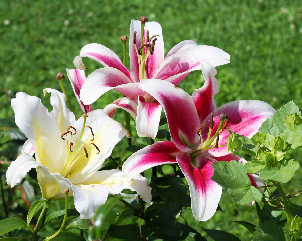 На поляне красивые цветы лилия