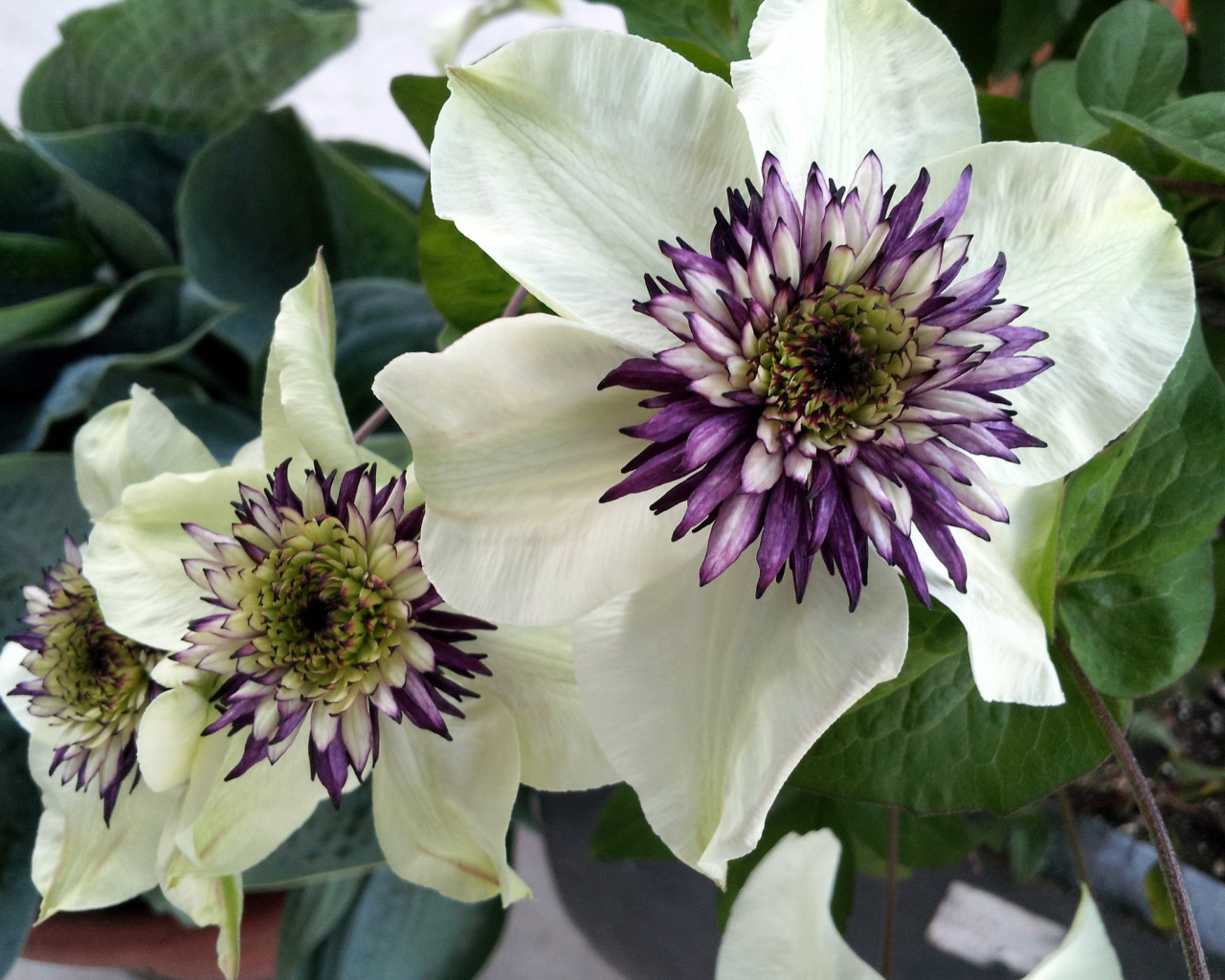 На поляне красивые цветы клематис