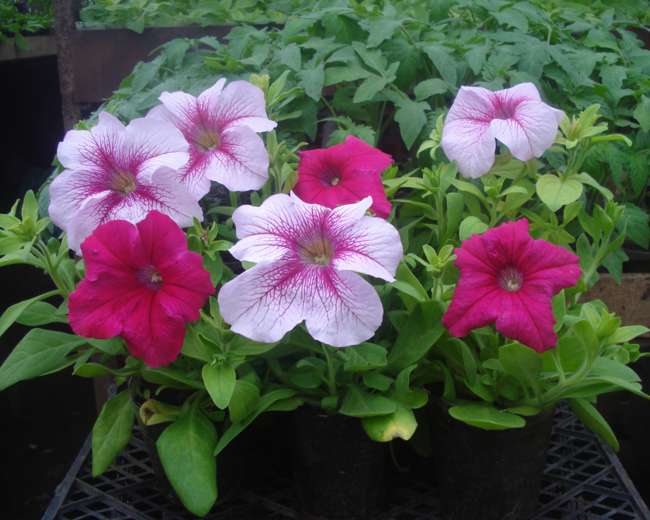 На поляне красивые цветы петуния