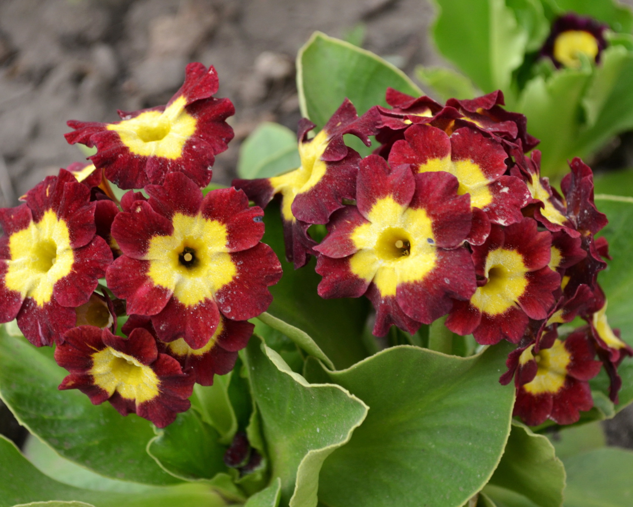 На поляне красивые цветы примула