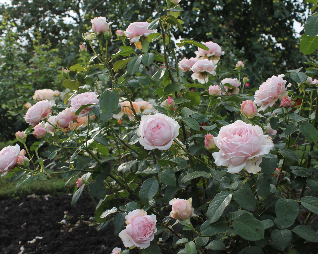 На поляне красивые цветы кустарниковые розы