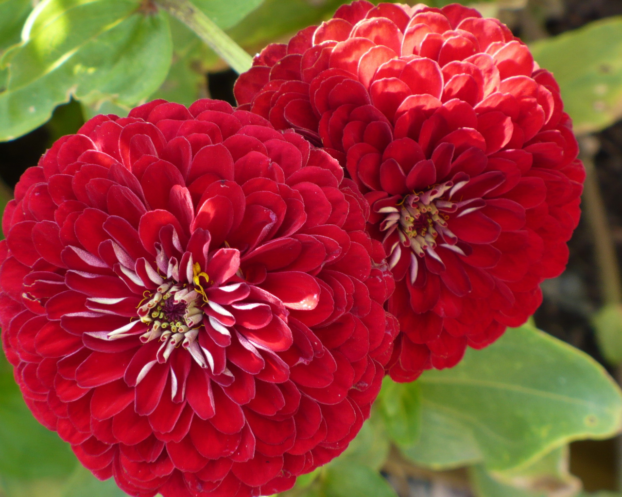 На поляне красивые цветы цинния (циния)