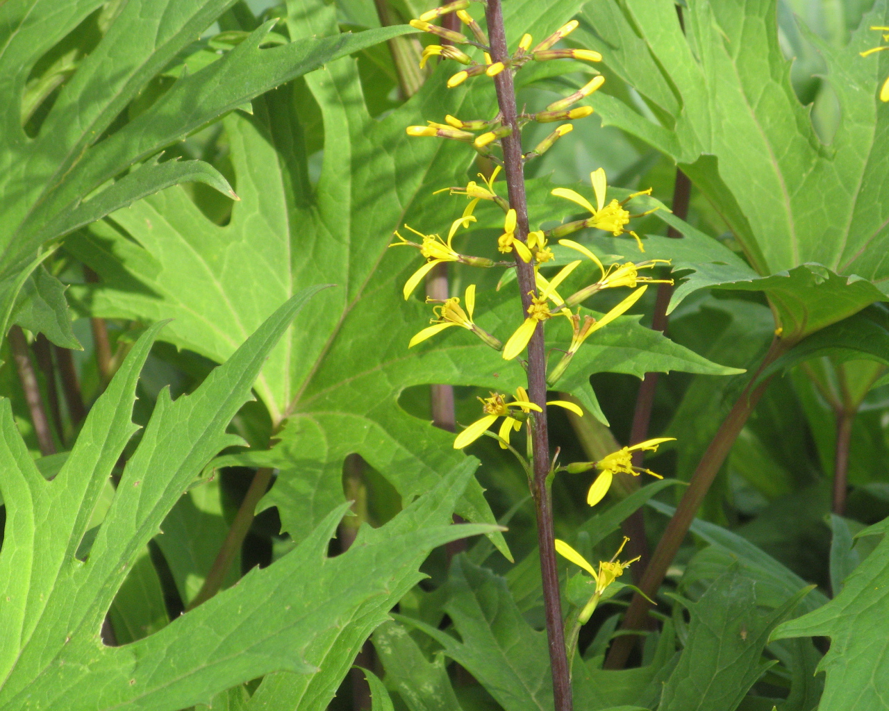 На поляне красивое растение бузульник