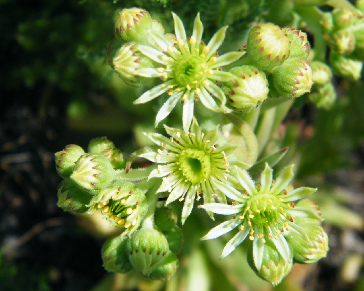 На поляне красивое растение молодило 