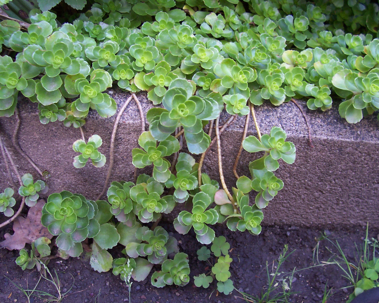 На поляне красивое растение седум