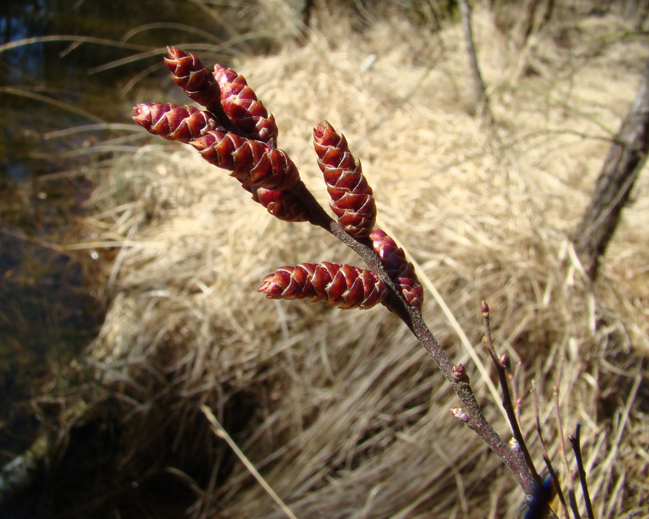 На поляне растение восковник