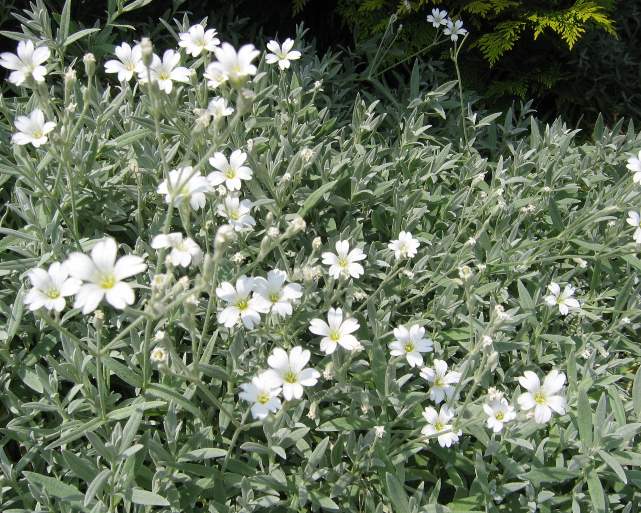 На поляне растение резуха