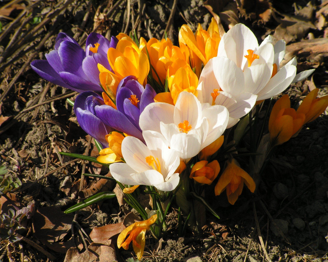 На поляне весенние цветы крокус