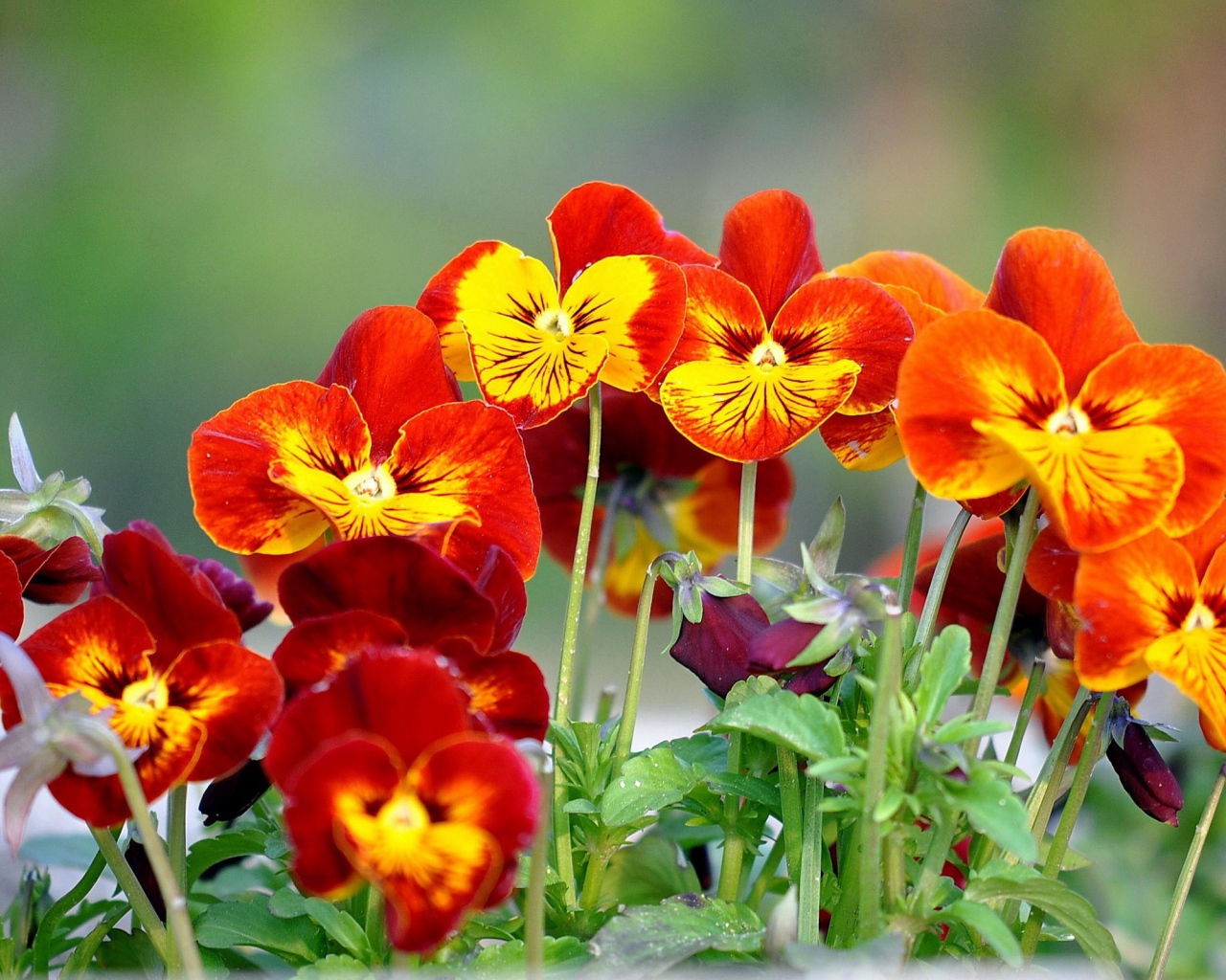 На поляне весенние цветы анютины глазки