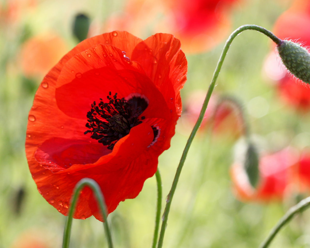 В поле красивый красный мак