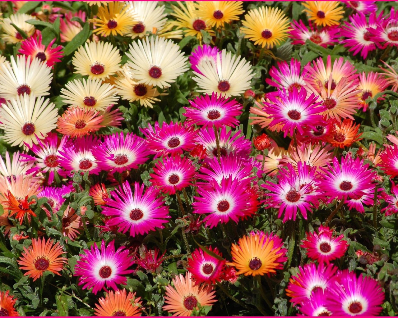 В лесу красивые цветы маргаритки