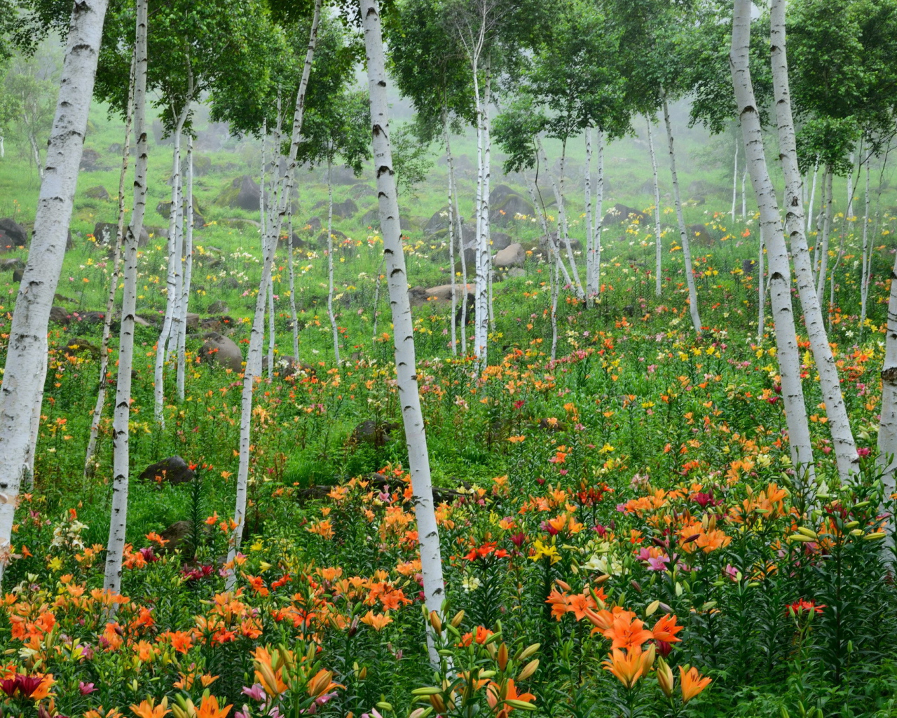 В лесу красивые цветы лилия