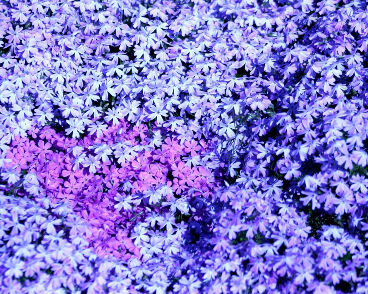 В лесу красивые цветы флокс